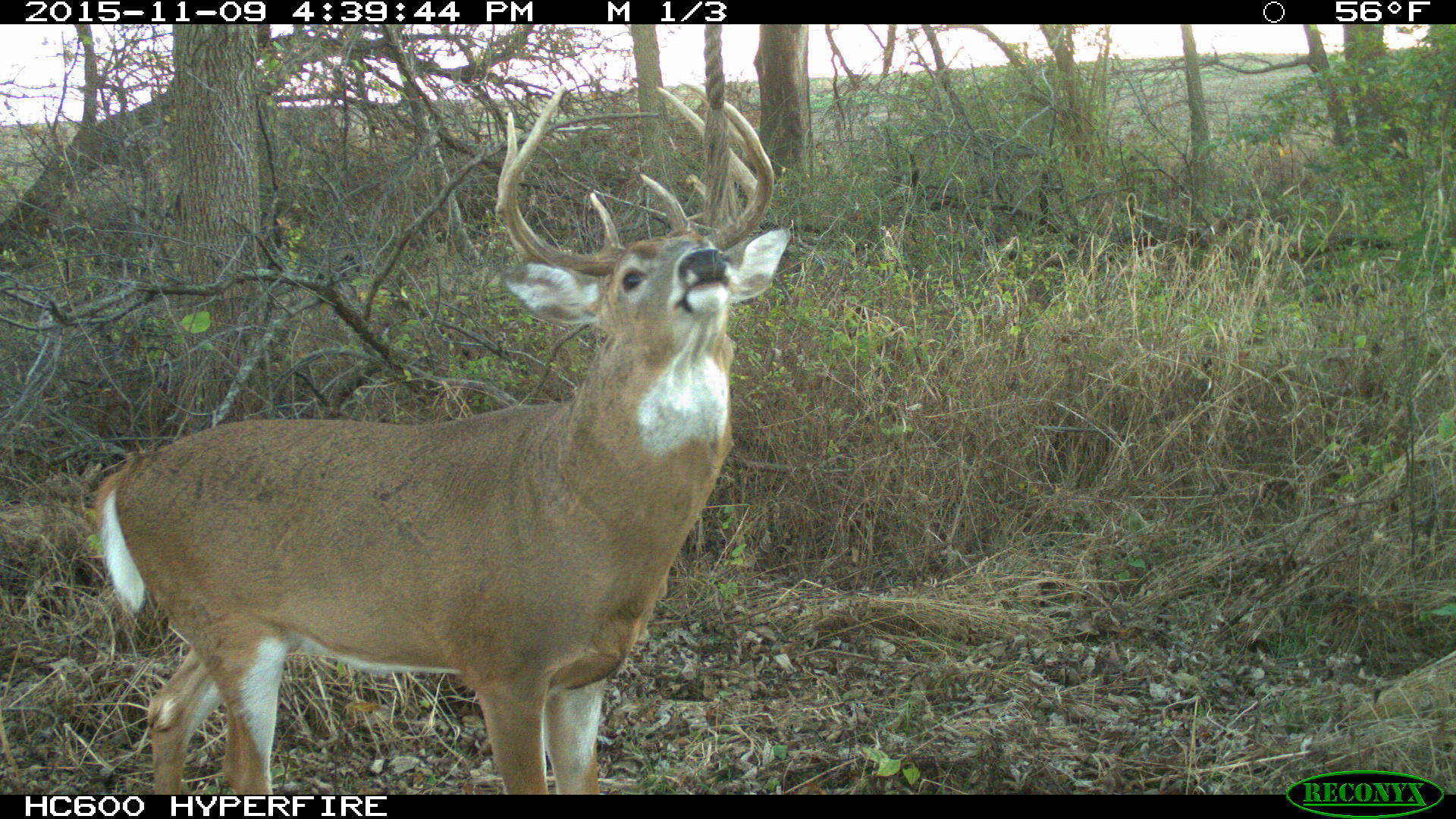 To Rope a Buck - Higgins Outdoors