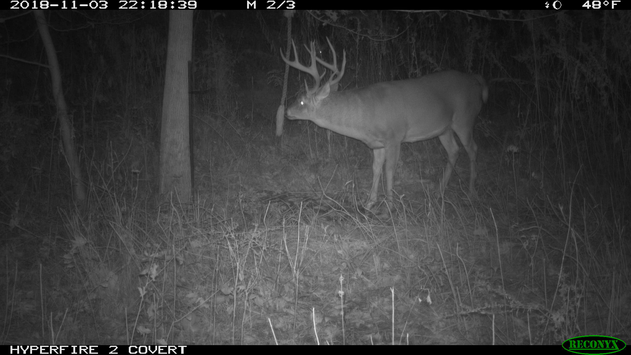 To Rope a Buck - Higgins Outdoors